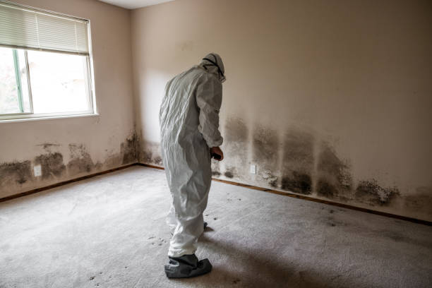Best Post-Flood Mold Remediation in Zachary, LA