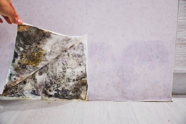 Best Insurance-Related Mold Remediation in Zachary, LA